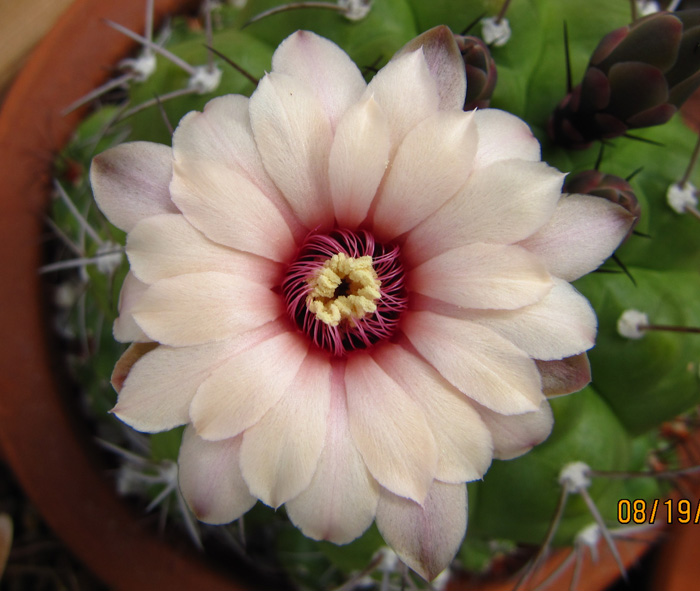 Gymnocalycium chiquitanum flower closeup